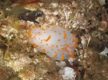 Bold Clown Nudibranch