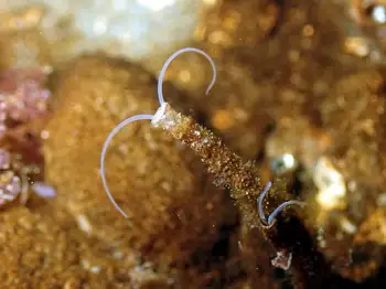 Jointed Three Section Tube Worm