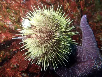 Green Sea Urchin