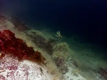 Northwest Feather Stars