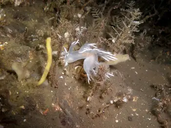 White Dendronotid