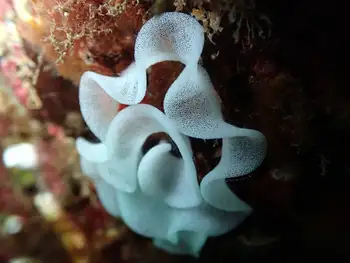 Eggs Nudibranch