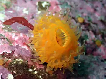 Orange Cup Coral