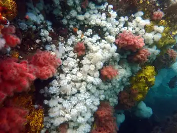 Short Plumose Anemones