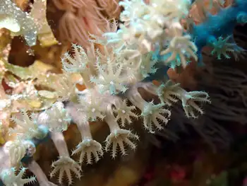 Coral