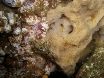 Hard Gnarled Clump Sponge