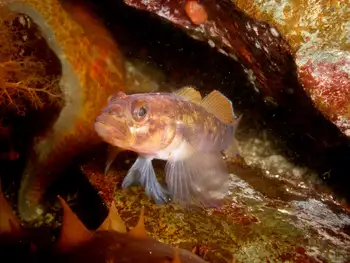 Blackeye Goby