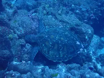 Hawksbill Sea Turtle