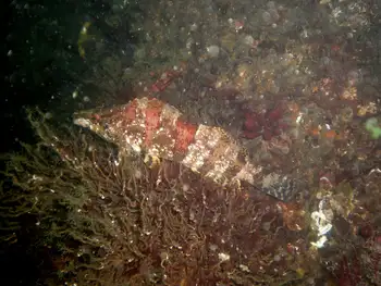 Painted Greenling