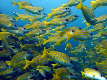 Bluestripe Snappers