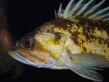 Copper Rockfish