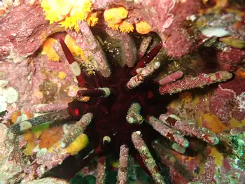 pacific slate pencil urchin