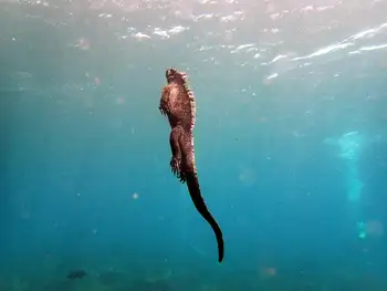 Marine Iguana