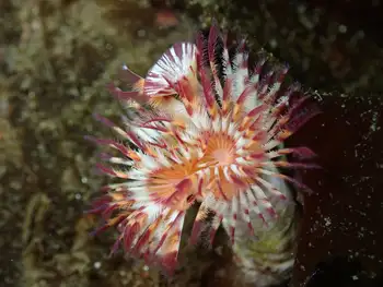 Red Trumpet Calcareous Tube Worm