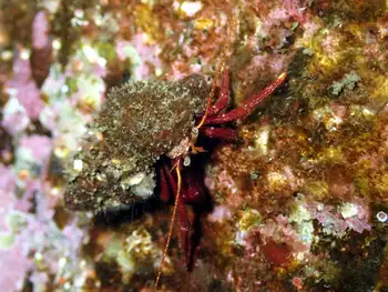 Maroon Hermit Crab