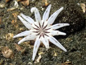 White Crowned Burrowing Anemone