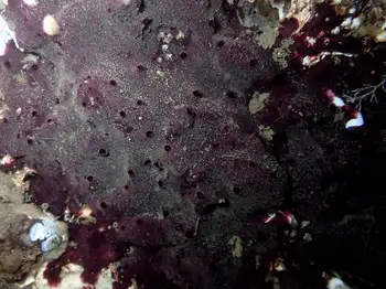 purple sponge