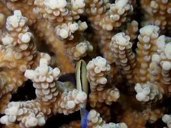 Coral