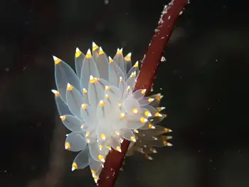 Bicolor Nudibranch