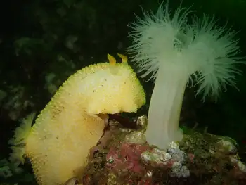 Noble Sea Lemon