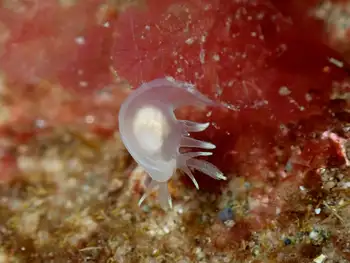 Juvenile Bicolor Nudibranch
