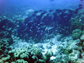 Blue Tangs