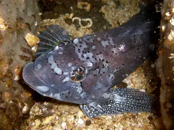 Male Kelp Greenling