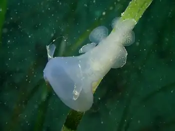 Hooded Nudibranch