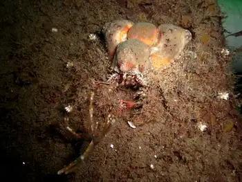 Rhinoceros Crab
