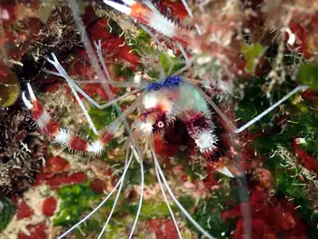 Banded Coral Shrimp