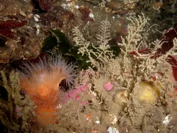 Metridium Anemone