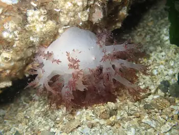Red Dendronotid