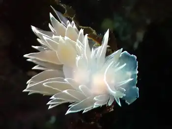 Alabaster Nudibranch