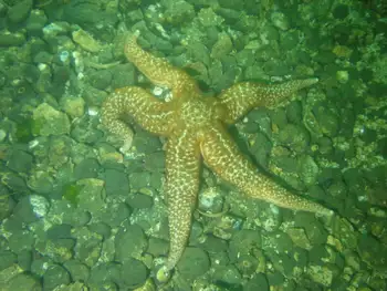 Ochre Star