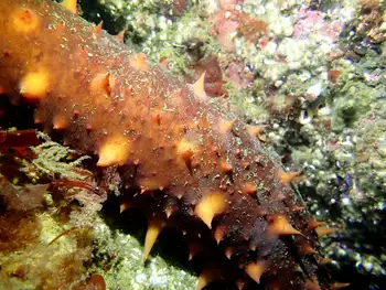 California Sea Cucumber