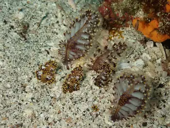 Ptilosarcus undulatus Sea Pens