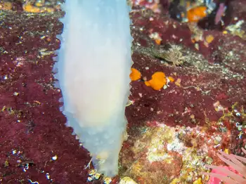 tunicate