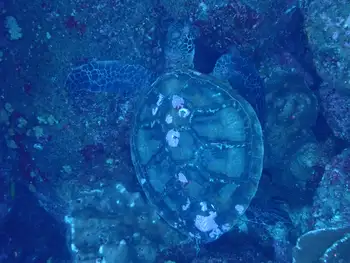 Hawksbill Sea Turtle