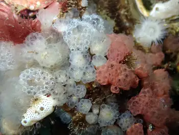Corals