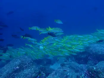 blue gold snapper