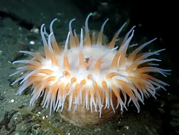 Swimming Anemone