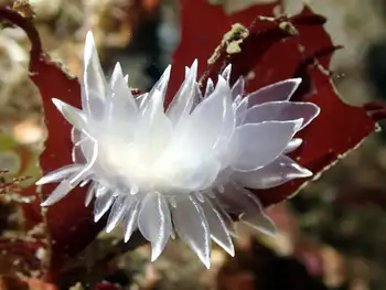 Alabaster Nudibranch