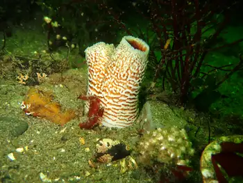 Rough Piddock Clam