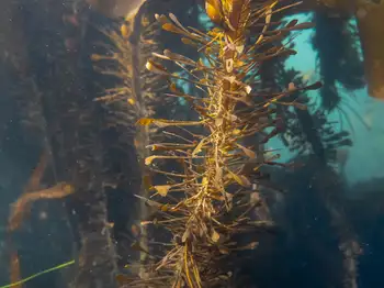 feather boa kelp
