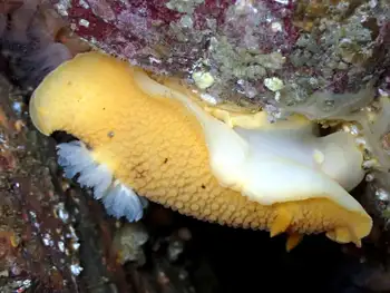 Noble Sea Lemon