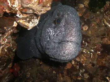 Wolf Eel