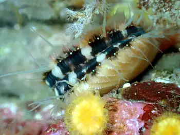 Smooth Pink Scallop