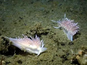 Red Flabellina Nudibranchs