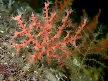 Dwarf Red Gorgonian Coral