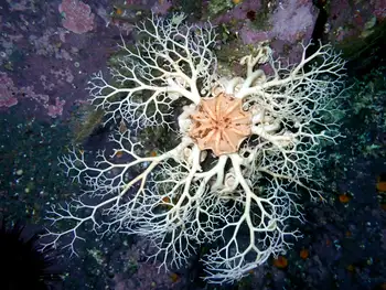 Pacific Basket Star